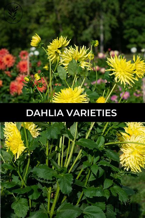 25 dahlia varieties to adore 💐 🌟 A comprehensive guide to these ...