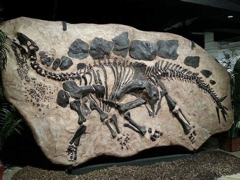 170 Fossils ideas | fossils, fossil, paleontology