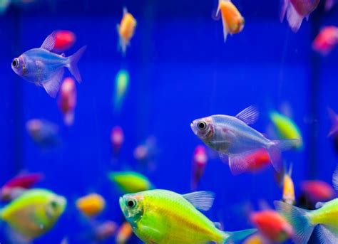 What Are Glofish? | PetMD