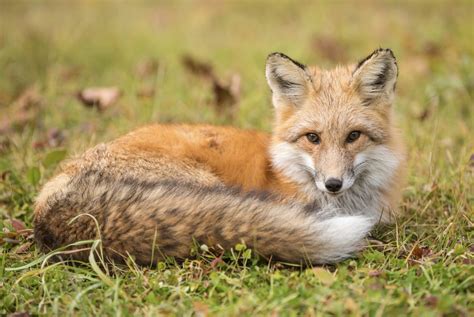 The Sierra Nevada Red Fox, One Of North America’s Rarest Mammals, Gains Endangered Species Act ...