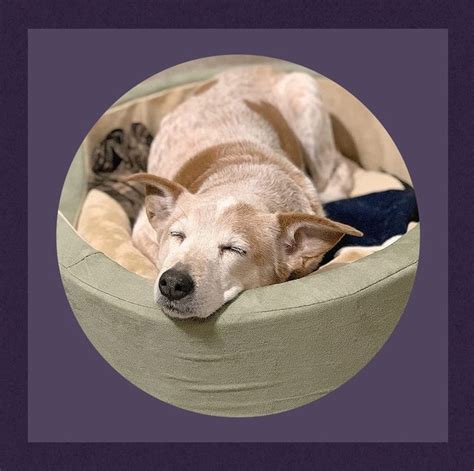 This Heated Bed Will Keep Your Dog Warm — K&H Pet Products