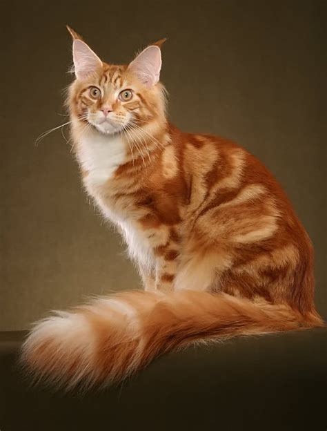 Maine Coon Cat Personality, Characteristics and Pictures – InspirationSeek.com