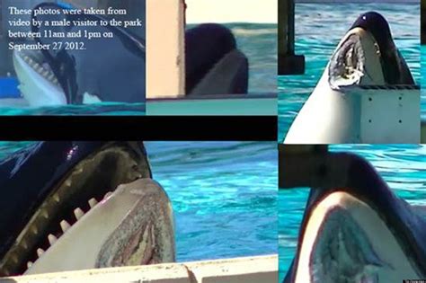 SeaWorld Killer Whale Nakai 'Loses Chunk Of Flesh' After Performance ...