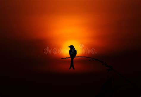 Bird silhouette sunset stock image. Image of sorrow, dusk - 54682029