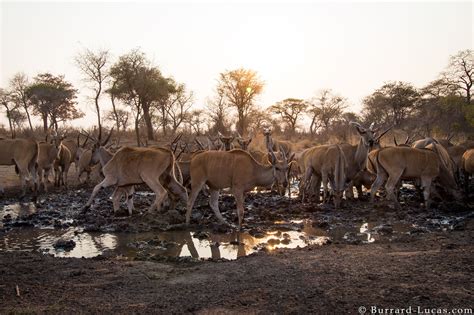 Eland Herd - Burrard-Lucas Photography