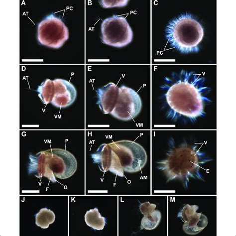 | Larval development of the limpet species P. aspera and P. candei.... | Download Scientific Diagram