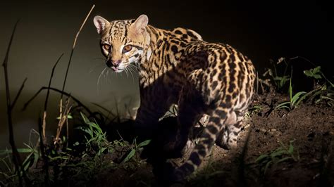 What Is A Ocelots Behavior