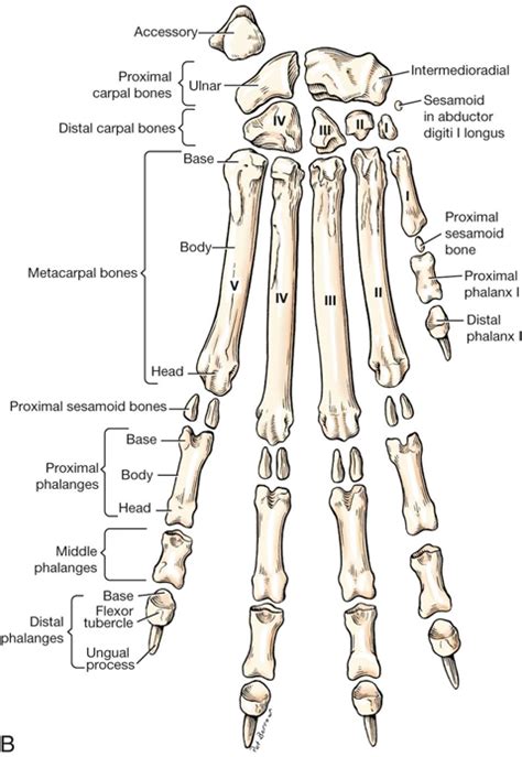 Canine Anatomy | Veterian Key