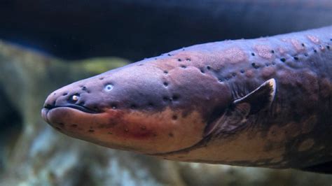 Electric Eel