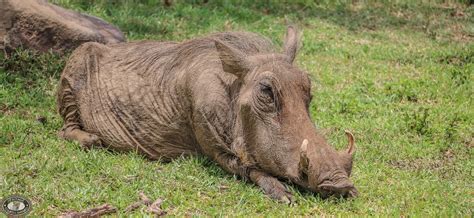 BushBuck Facts - Hluhluwe Game Reserve