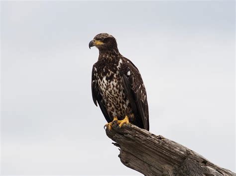 Juvenile Bald Eagles (Identification Guide with Pictures) | Birdfact