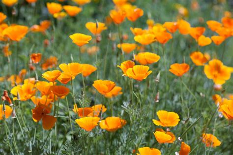 How to Plant, Grow and Care for Poppy Flowers | HGTV