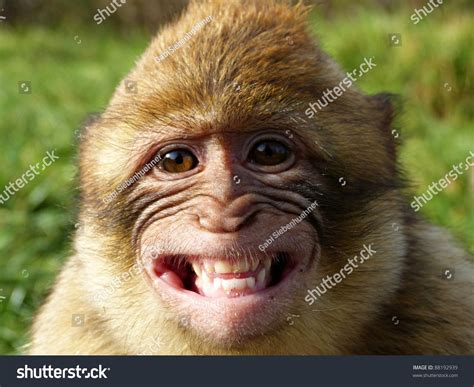 17,041 Monkey Smiling Stock Photos, Images & Photography | Shutterstock