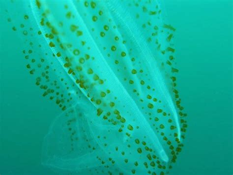 Salp | Deep-Sea, Filter-Feeding, Plankton | Britannica