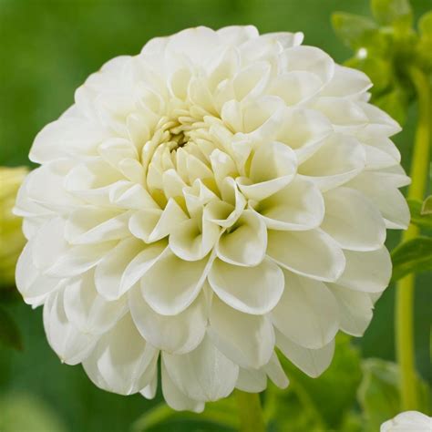 Dahlia 'White Aster' in the Dahlias Database - Garden.org