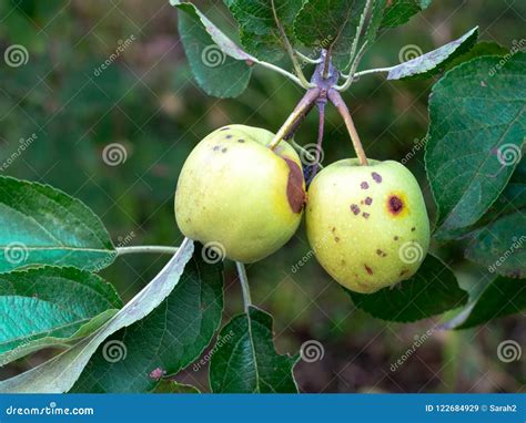 Codling Moth Pest Damage on Apple Fruit Tree. Cydia Pomonella. Stock Image - Image of moth ...