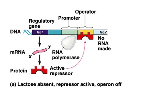 Diagram Of Lac Operon