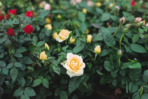 Miniature Roses: Plant Care & Growing Guide