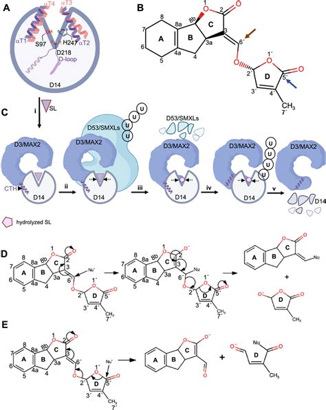 Proposed mechanism for strigolactone hydrolysis and signaling. A... | Download Scientific Diagram