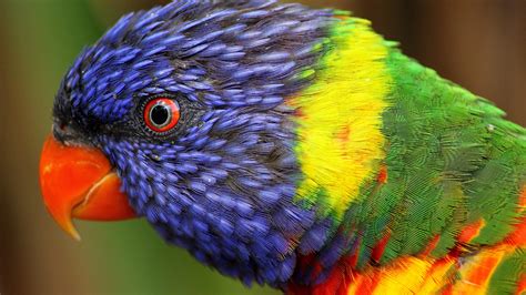 Rainbow parrot Wallpaper (Vibrant, Colorful) #10130