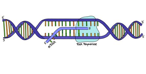 What Is Transcription? (Biology) — Definition & Process - Expii