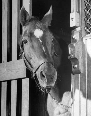 Man o' War | racehorse | Britannica.com