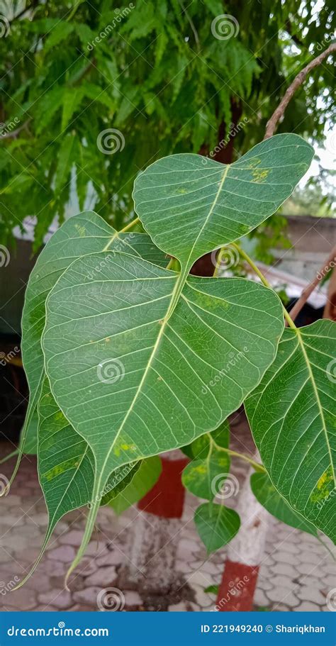 Peepal Or Ficus Religiosa Tree Leaves Stock Photography | CartoonDealer.com #190909094