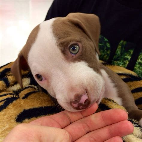 Green-eyed pitbull puppy : aww