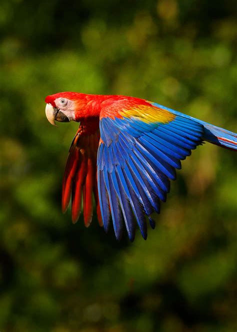 √完了しました！ amazon rainforest scarlet macaw facts 130662-Do scarlet macaws live in the amazon ...