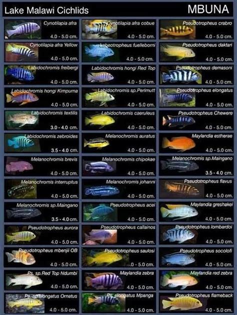 Blue Peacock Cichlid - African Cichlids - Aulonocara nyassae | Tank Facts