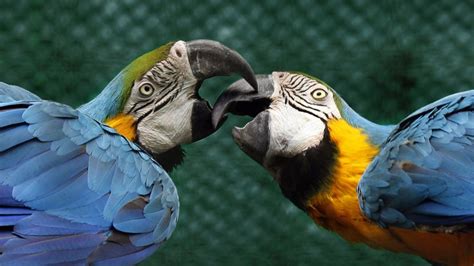 Yes, Macaws Can Talk (and Say Bad Words!) | HowStuffWorks