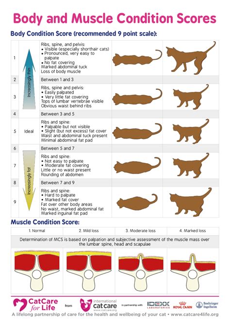 Weight Cat Size Chart By Age