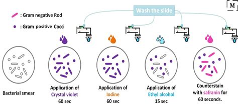 Gram Staining- Principle, Reagents, Procedure, Steps,, 56% OFF