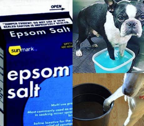 Using Epsom Salt For Swollen Dog Paw Infection - Dogsforest.com