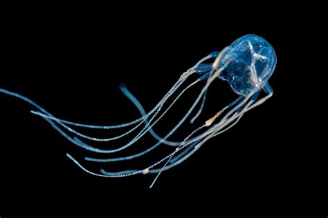 Mangrove box jelly | Animals | Monterey Bay Aquarium