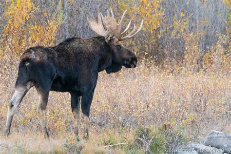 "Bull Moose # 3524" (Original art by Ralph Tyree Photography)