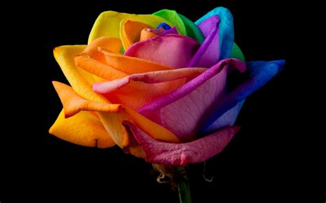 Rainbow Rose | Hd Desktop Wallpaper