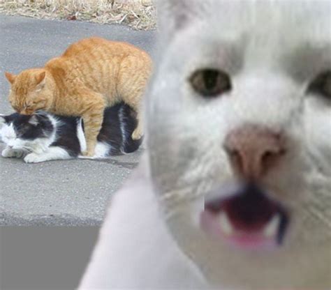 [Image - 562427] | Serious Cat | Know Your Meme