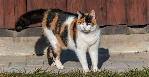 19 Calico Cat Breeds - Tricolor Cats (with Pictures)