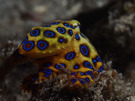 Real Monstrosities: Blue-ringed Octopus