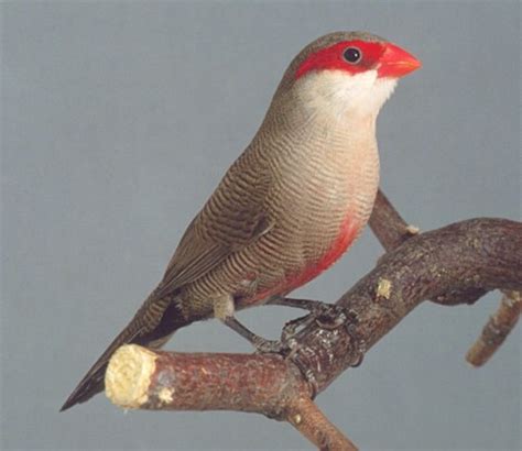 Common Waxbill | Avitoon - Keeping and breeding Estrildid Finches