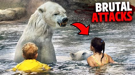 The Most BRUTAL Polar Bear Attacks MARATHON! – HousePetsCare.com