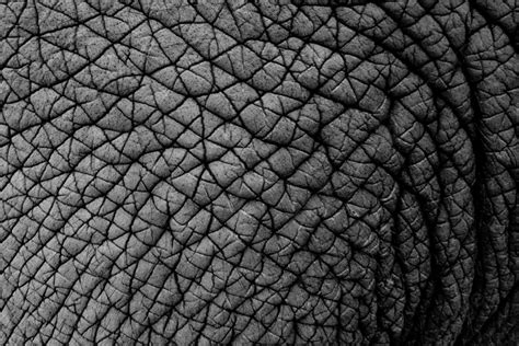 Elephant Skin Texture