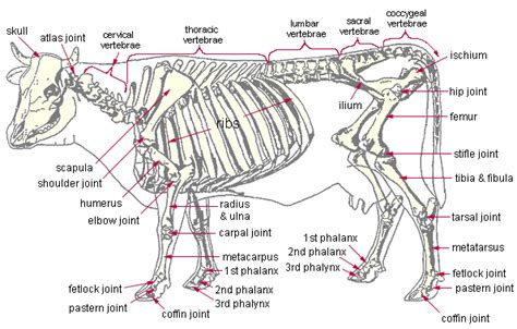 Anatomy of Cattle: A Comprehensive Guide