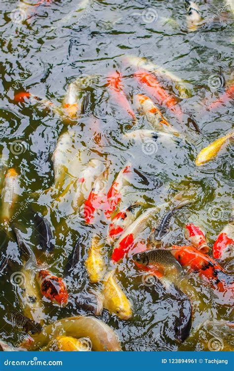 Gold Carp and Other Fish in the Pond. Stock Image - Image of goldfish, green: 123894961