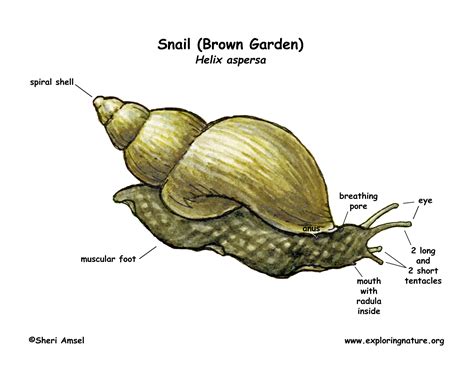 Snail (Garden)