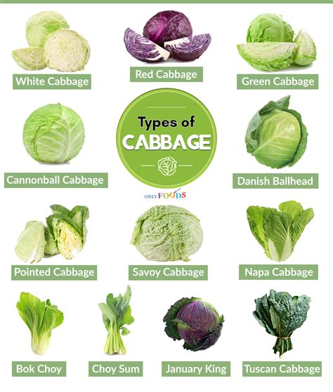 12 Types of Cabbage and Their Uses - Only Foods