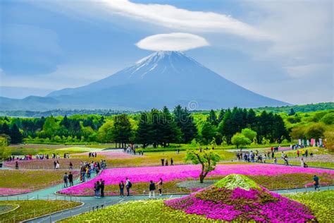 Mount Fuji View Behind Colorful Flower Field at Fuji Shibazakura Festival Editorial Stock Photo ...