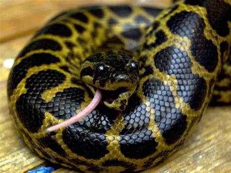 The Florida Corn Snake: 11 Interesting Facts - Embora Pets