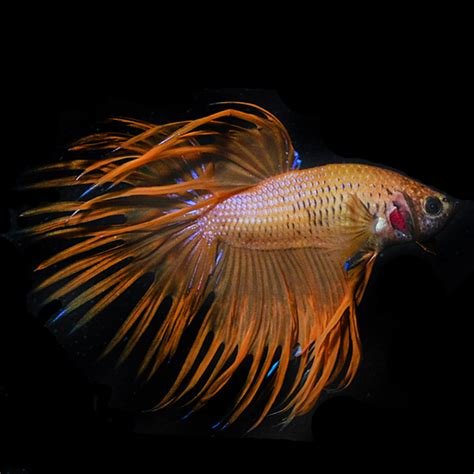 The Vibrant Beauty Of Orange Betta Fish - Betta Fish World